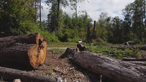 Best Tree and Shrub Care  in East Palatka, FL