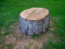 Best Tree Health Inspection  in East Palatka, FL