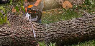 Best Emergency Tree Removal  in East Palatka, FL