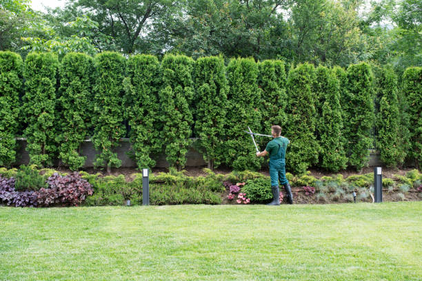 Best Tree Disease Treatment  in East Palatka, FL