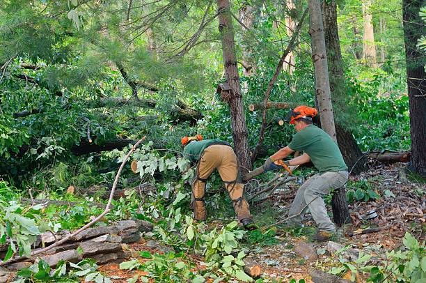 Best Tree Preservation Services  in East Palatka, FL