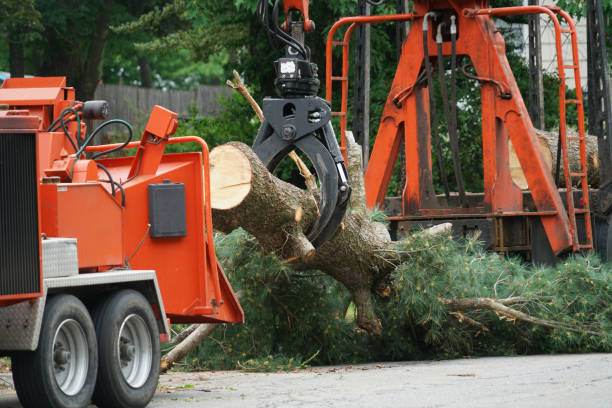 Best Tree Trimming and Pruning  in East Palatka, FL